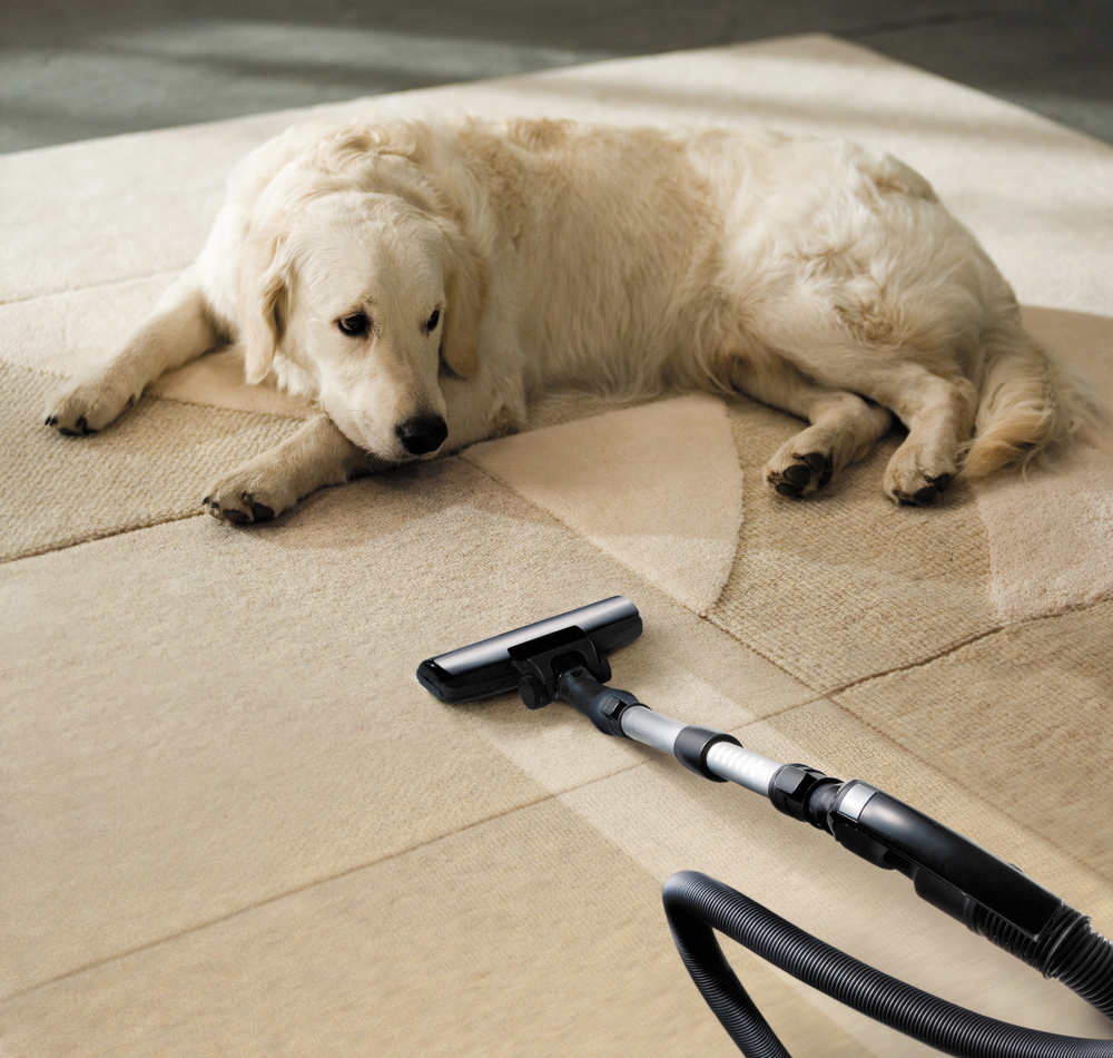 which-carpet-cleaning-products-are-safe-for-pets-kids-deep-steam